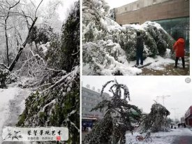 仿真樹也能抗風(fēng)吹雨打