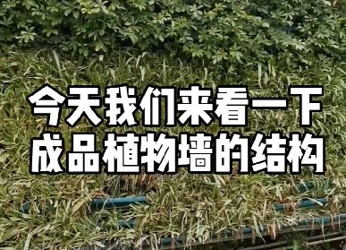 植物墻結構安裝