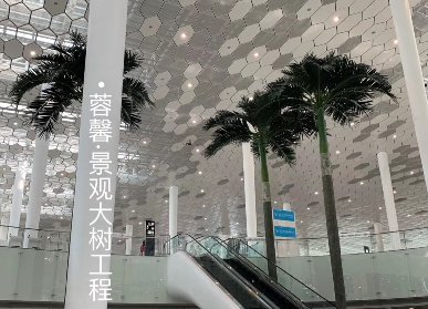 仿真椰子樹廠家贏得信任