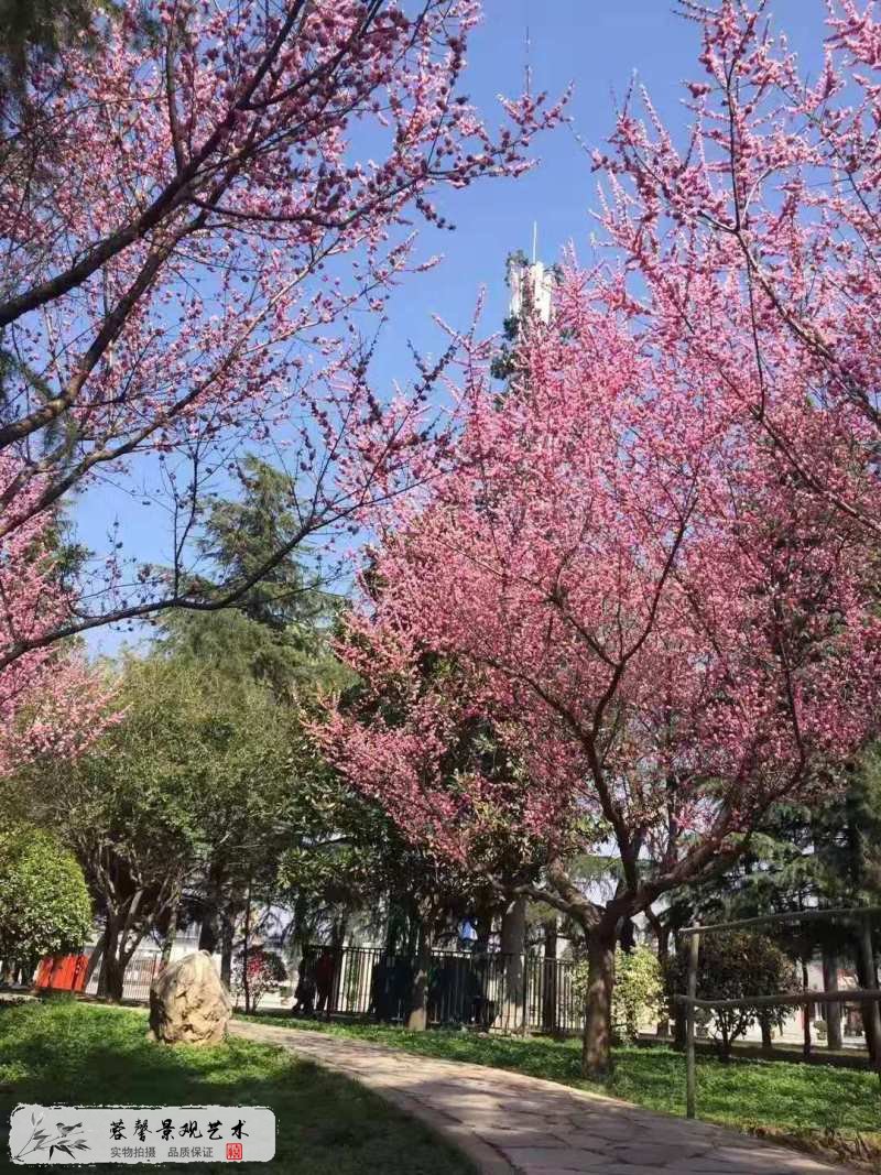 活動仿真桃花樹造景