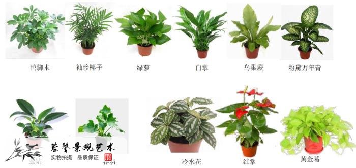 植物墻價(jià)格