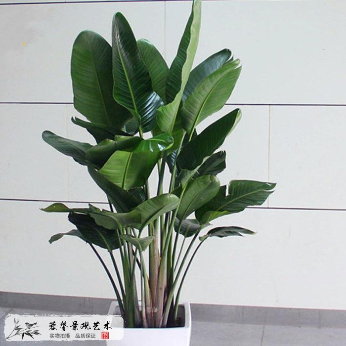 仿真植物：休閑生活絕佳裝飾品