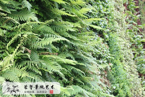 夏季植物墻維護(hù)