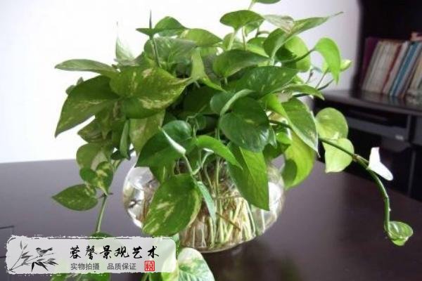 室內植物墻植物推薦--綠蘿