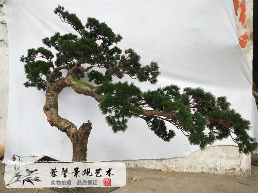 仿真松樹，藝術(shù)氣質(zhì)佳，鎮(zhèn)宅必備景觀樹！