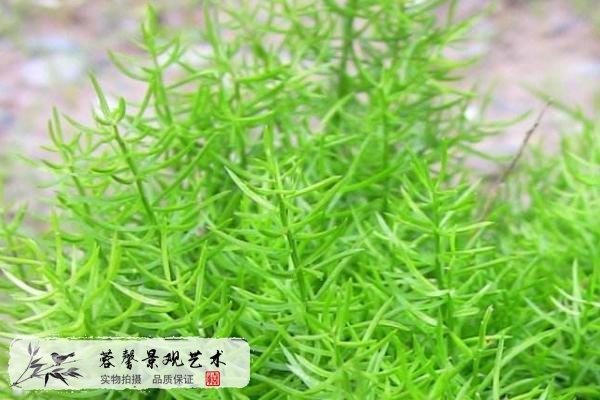 室外植物墻植物推薦--天門冬