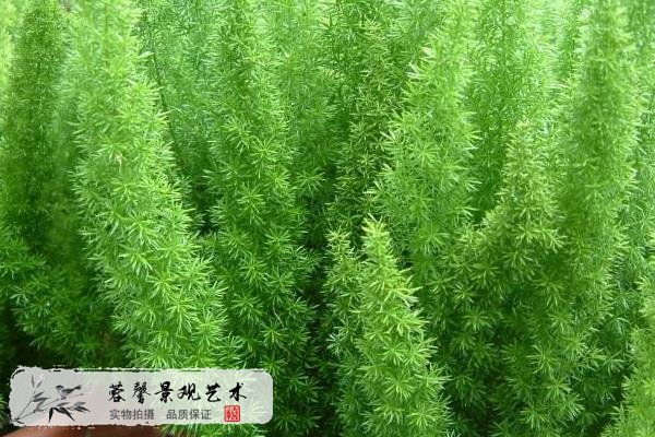 室外植物墻植物天門冬