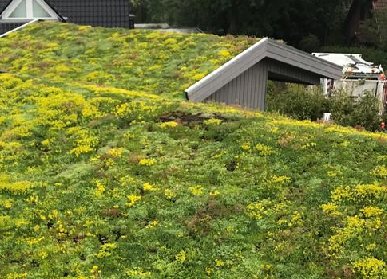 住宅屋頂綠化