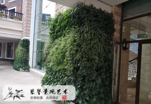 自制植物墻，制作方法，植物如何選??？