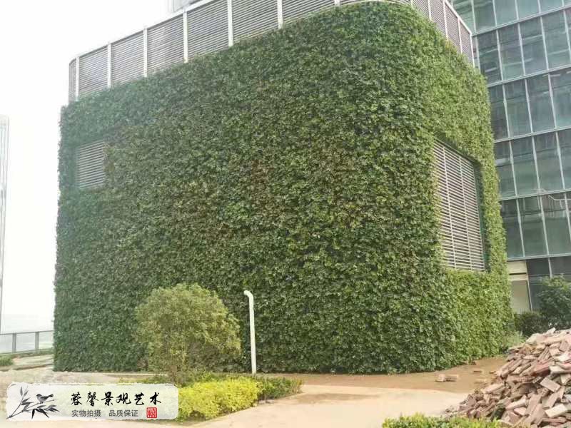 樓頂露臺墻體植物墻