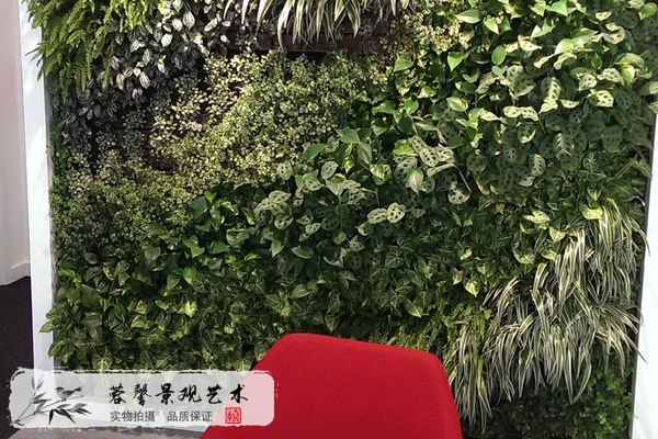 植物墻植物選擇，要遵循的規(guī)則有哪些？