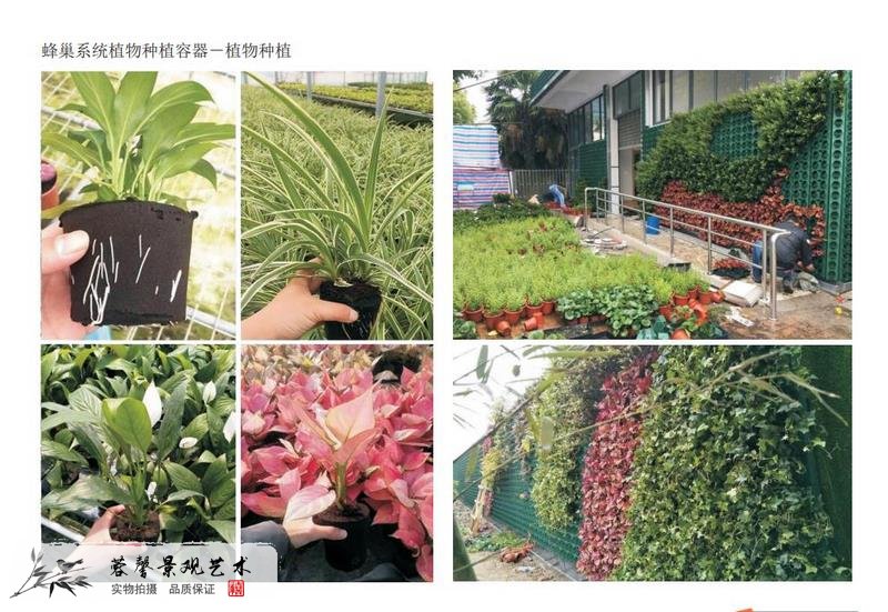 水培植物墻