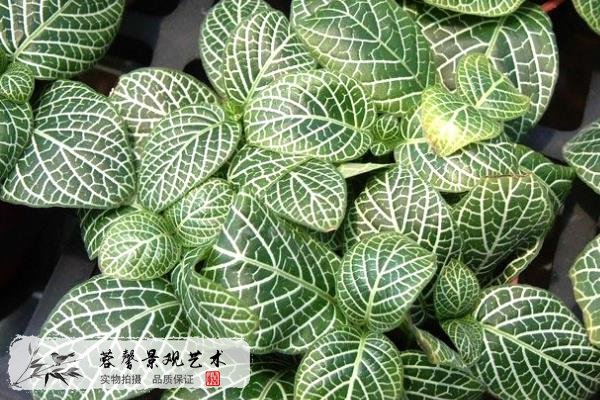 室內(nèi)植物墻植物-網(wǎng)紋草