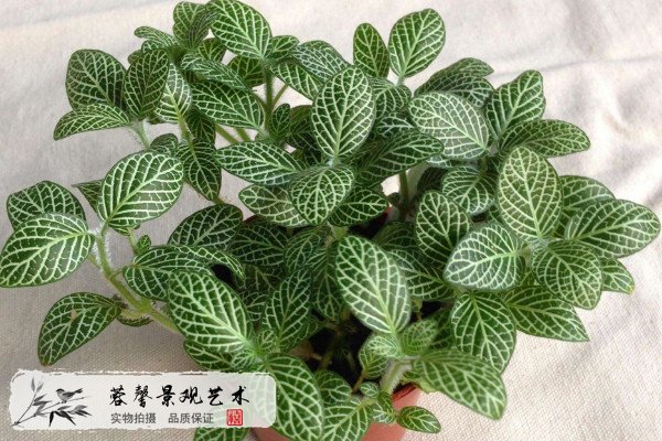 室內(nèi)植物墻植物