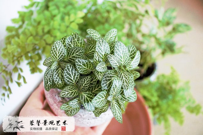 室內(nèi)植物墻植物