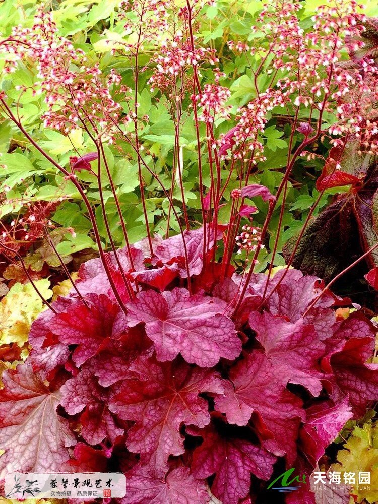 以礬根為主角的花園、庭院花境景觀