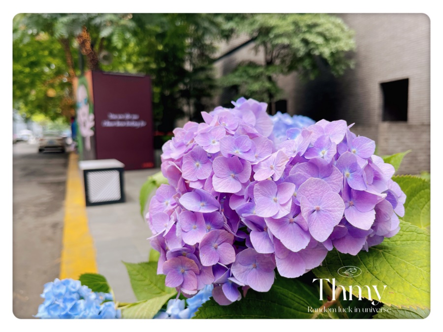 太古里愛(ài)情專線1314，街道花箱景觀綠化提升