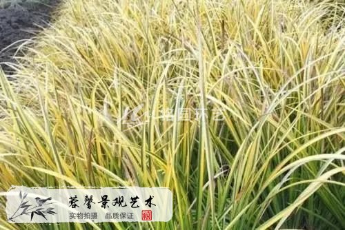 植物墻常用植物：華東/華中區(qū)域綠墻植物推薦