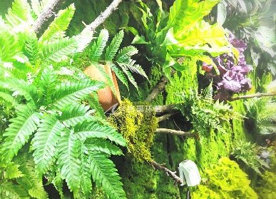 展廳植物墻