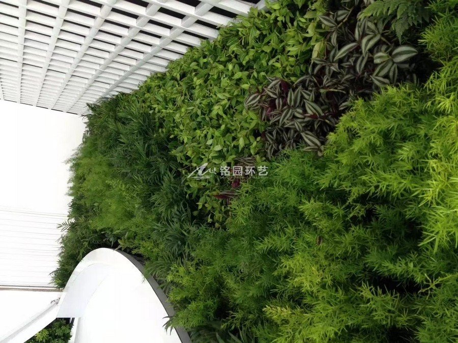 門頭植物墻