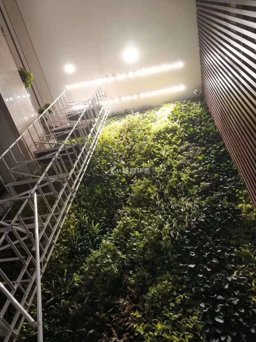 騰訊大廈植物墻