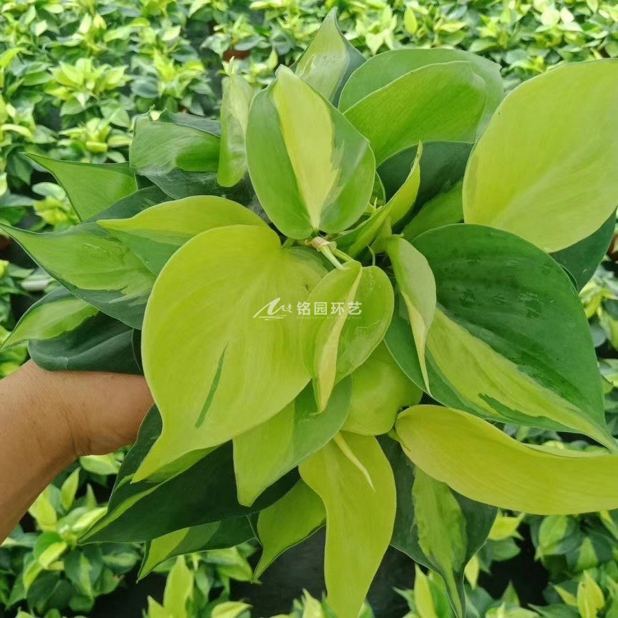 商場(chǎng)植物墻，室內(nèi)3D場(chǎng)景原始森林垂直綠化景觀