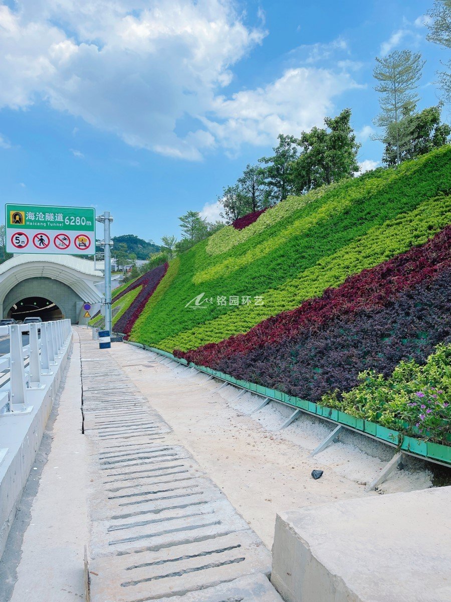 隧道邊坡綠化，廈門海滄隧道護(hù)坡垂直綠化景觀