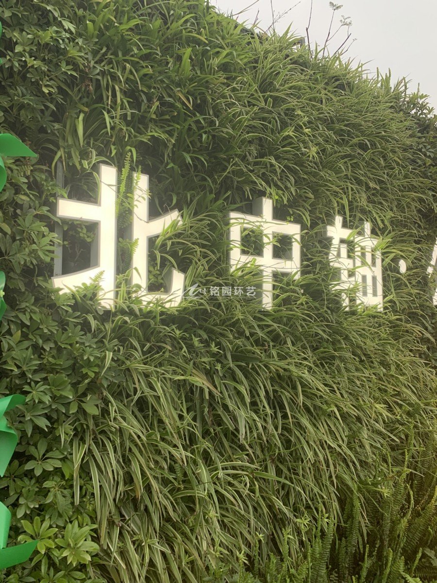 室外隔斷植物墻